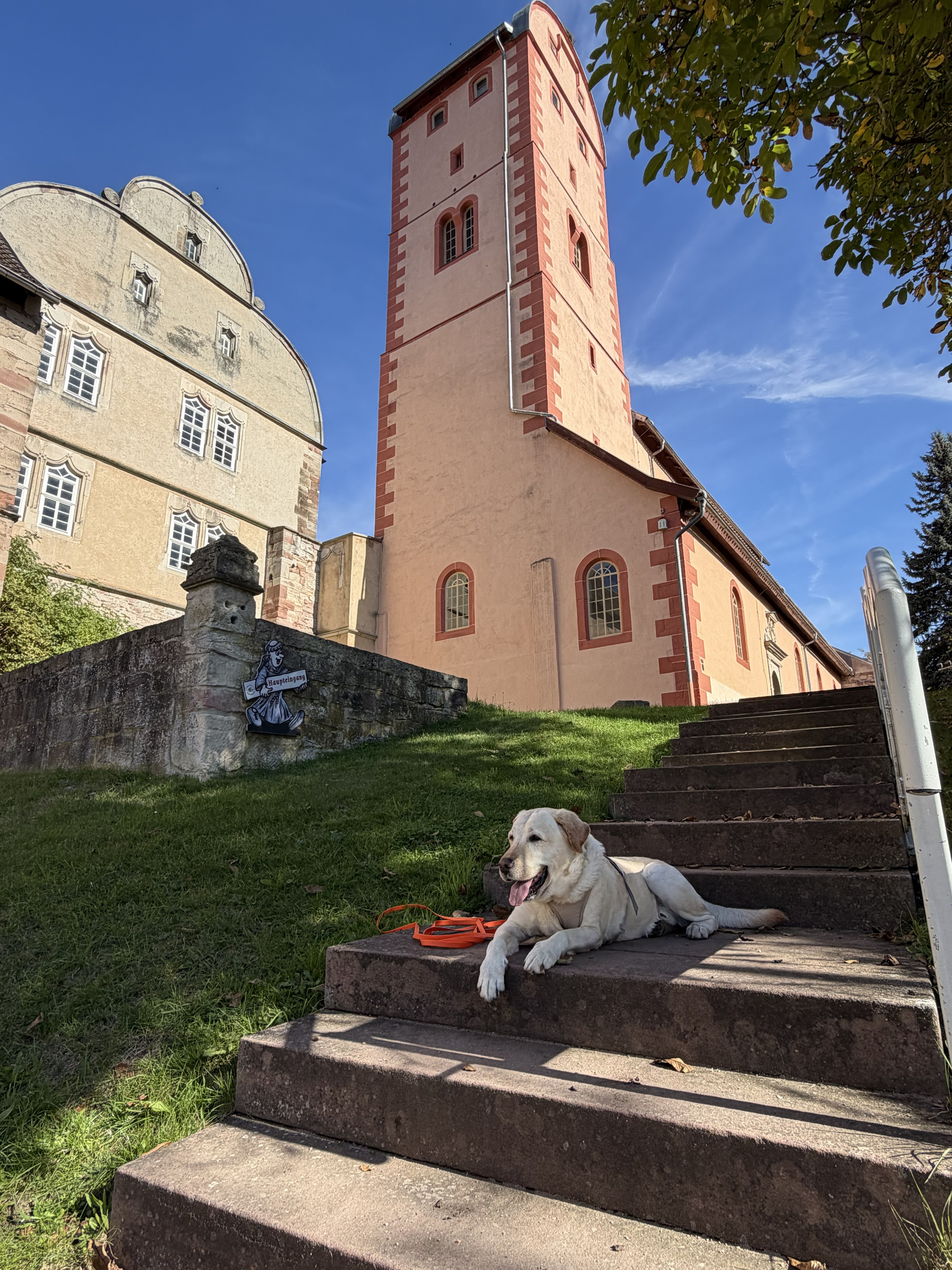 Ben entspannt auf seinem Hundebett