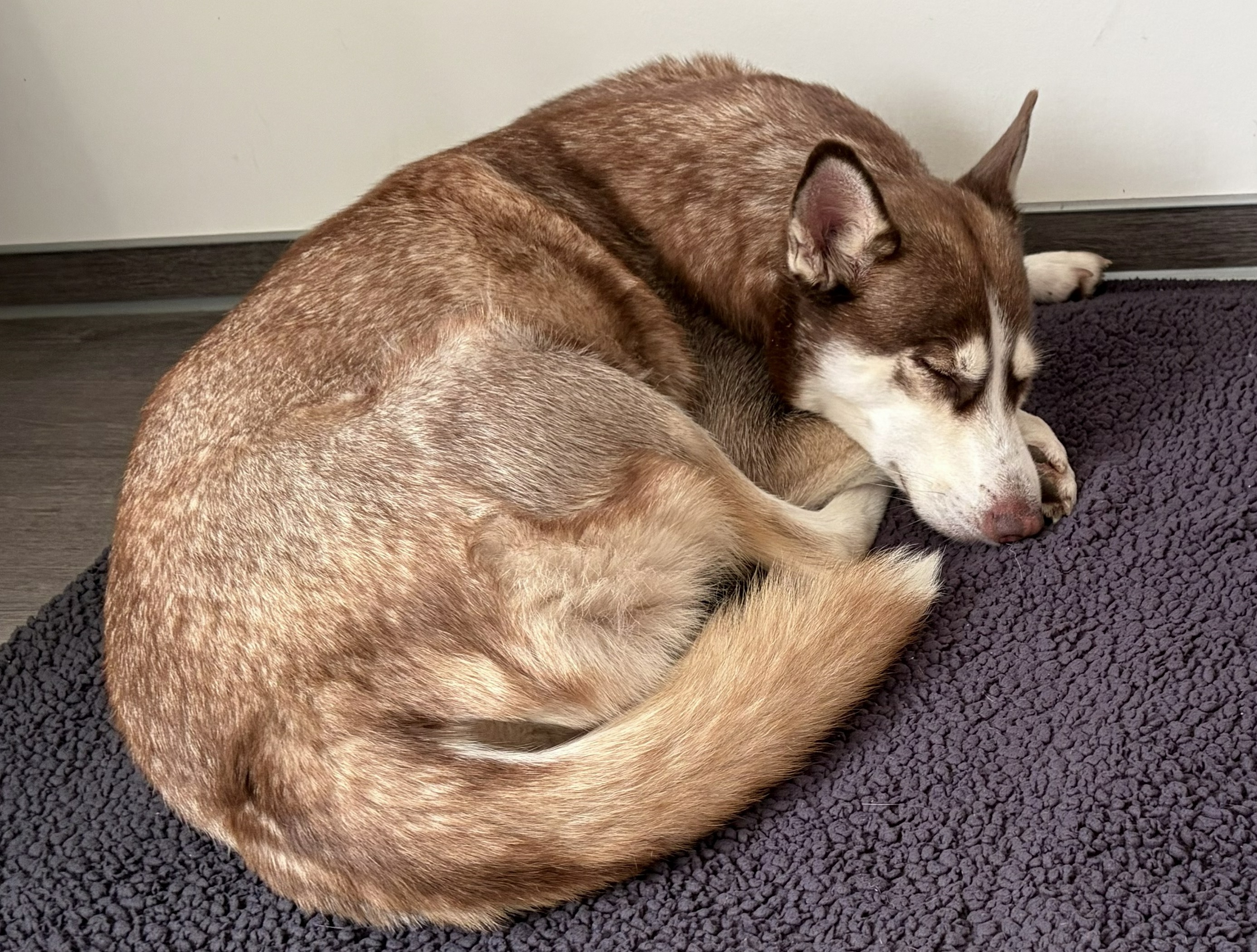 Hund entspannt auf seiner Decke