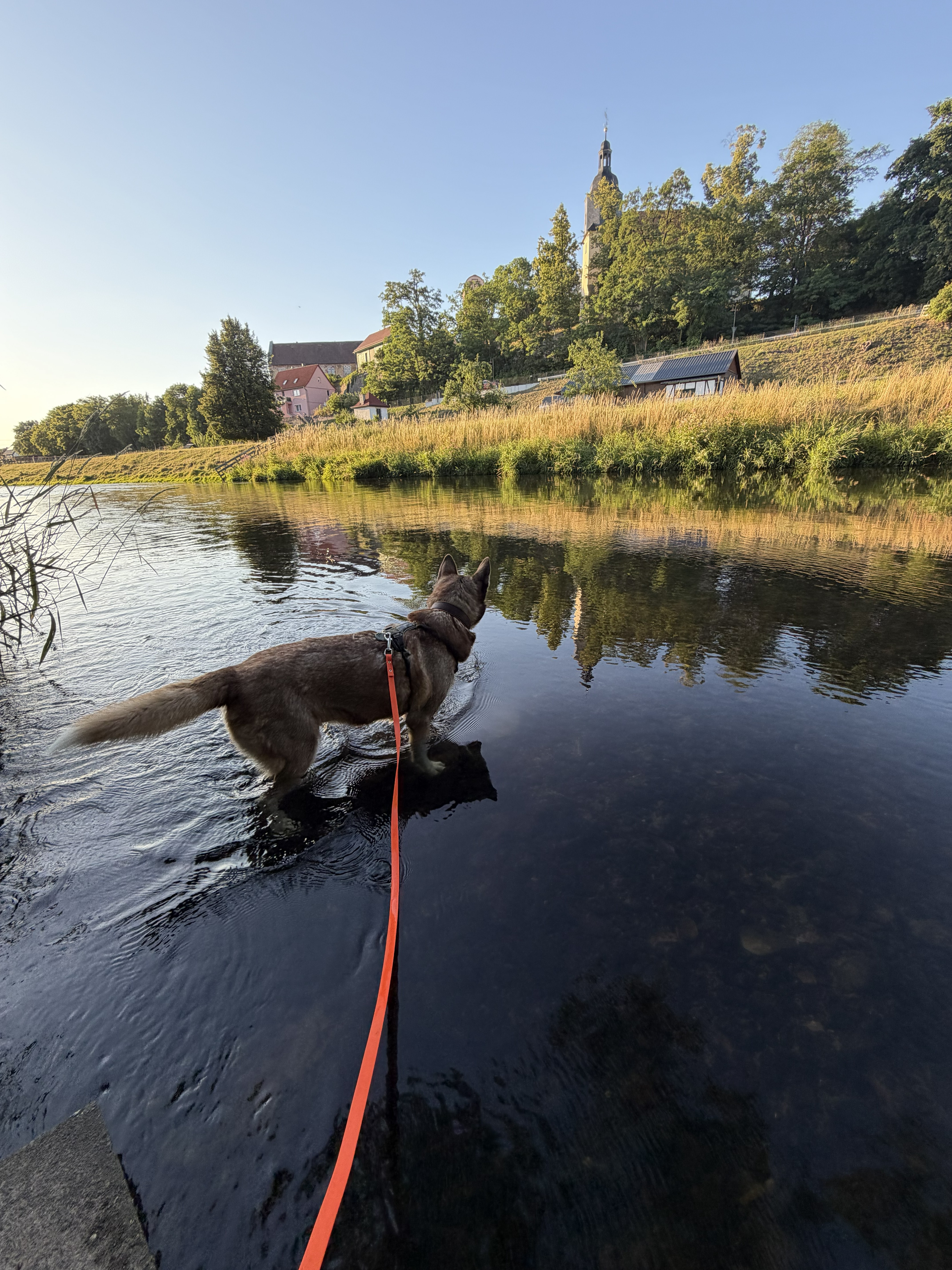 Hund beim Schwimmen