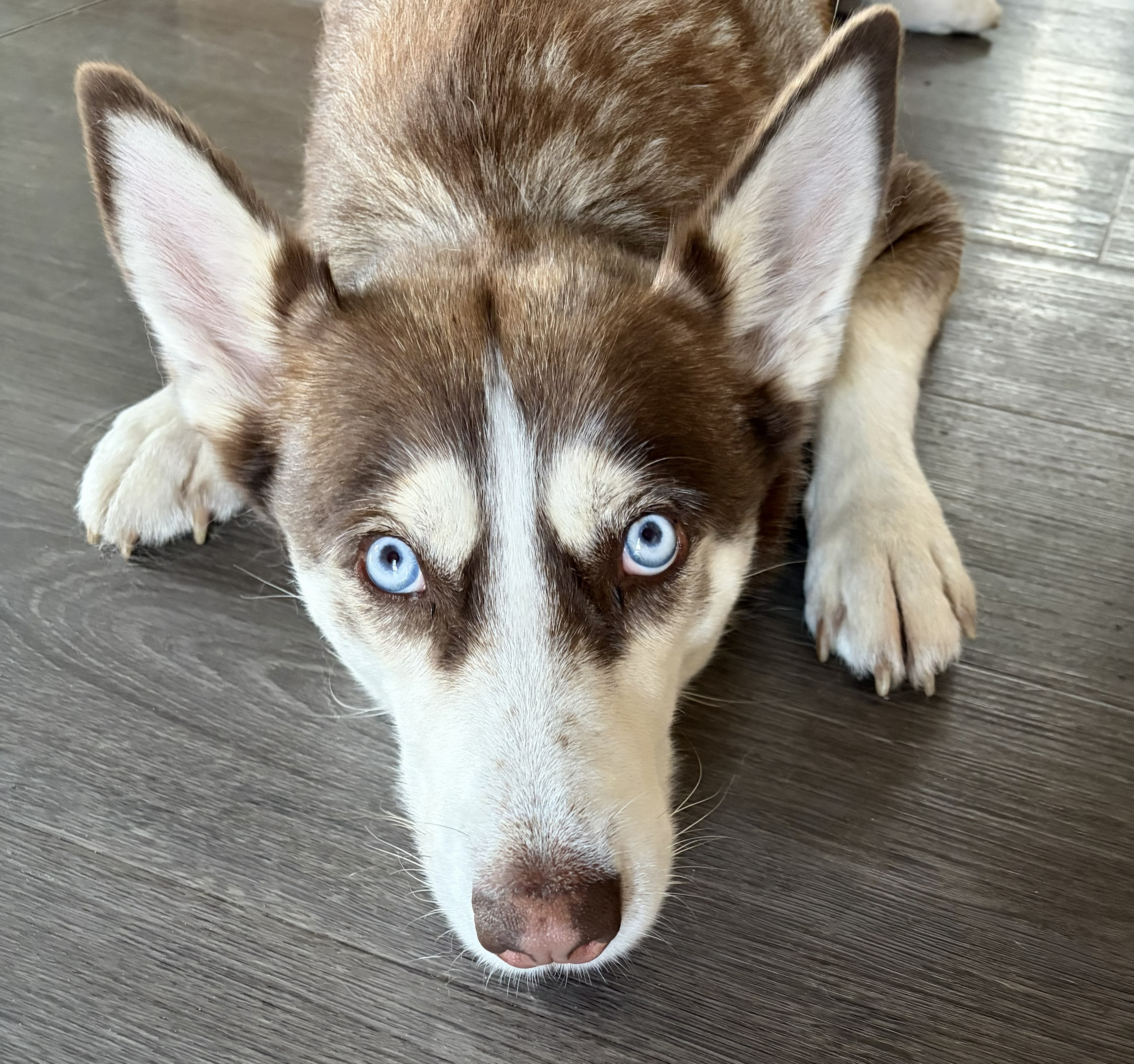Hund mit aufmerksamem Blick