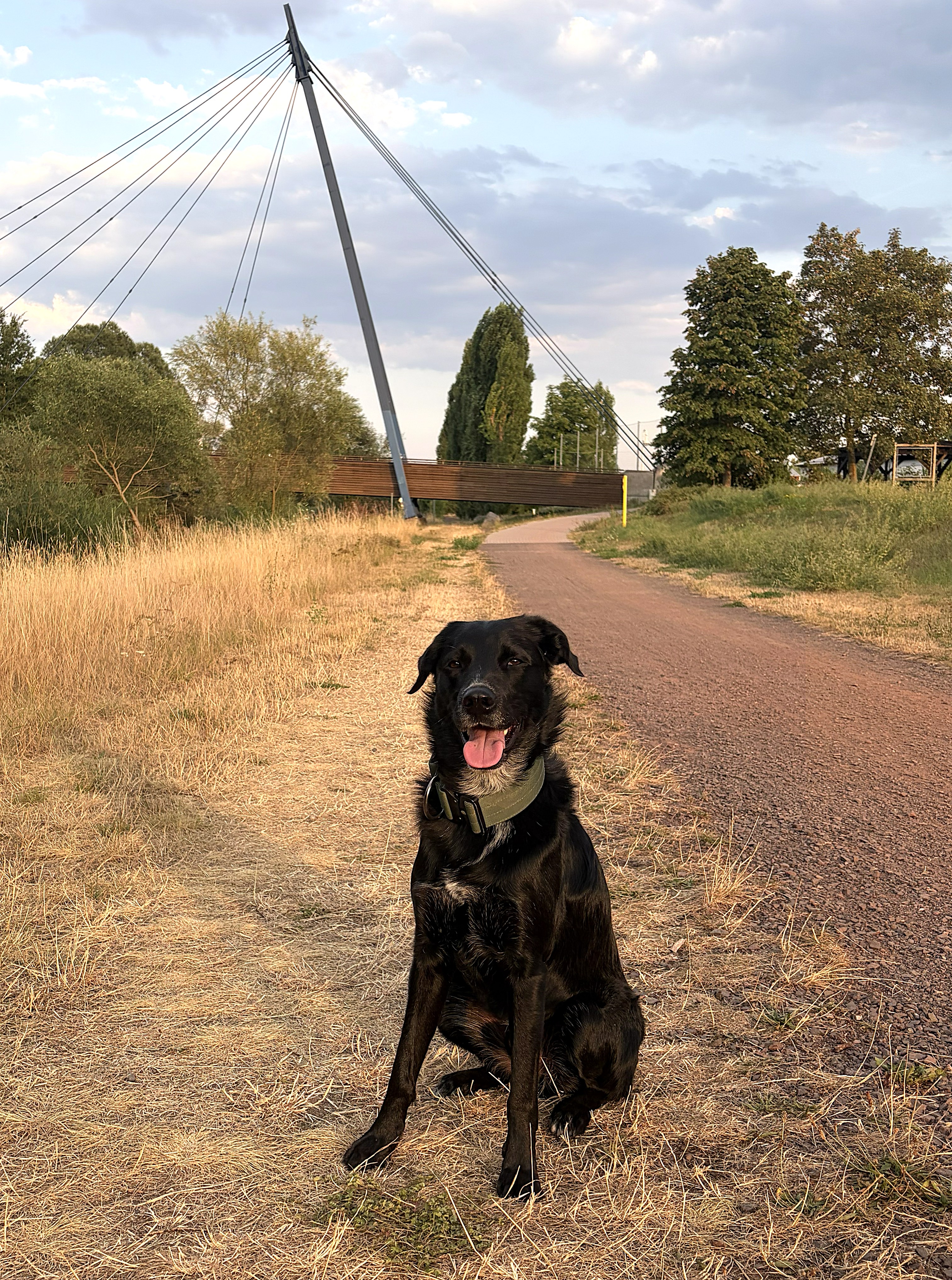 Hund bei einem Spaziergang auf einem Feldweg
