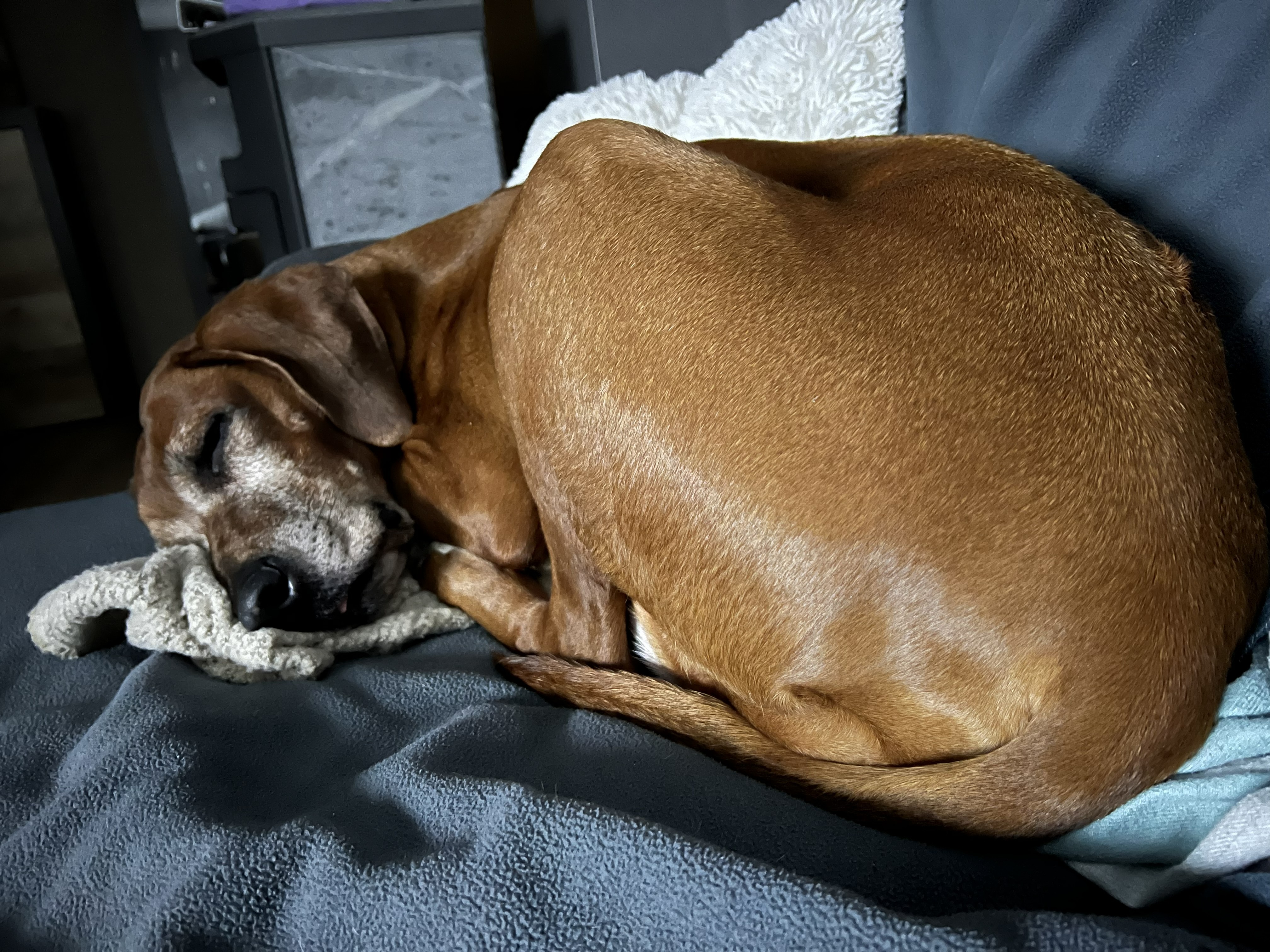 Marie ruht entspannt auf ihrem Hundebett