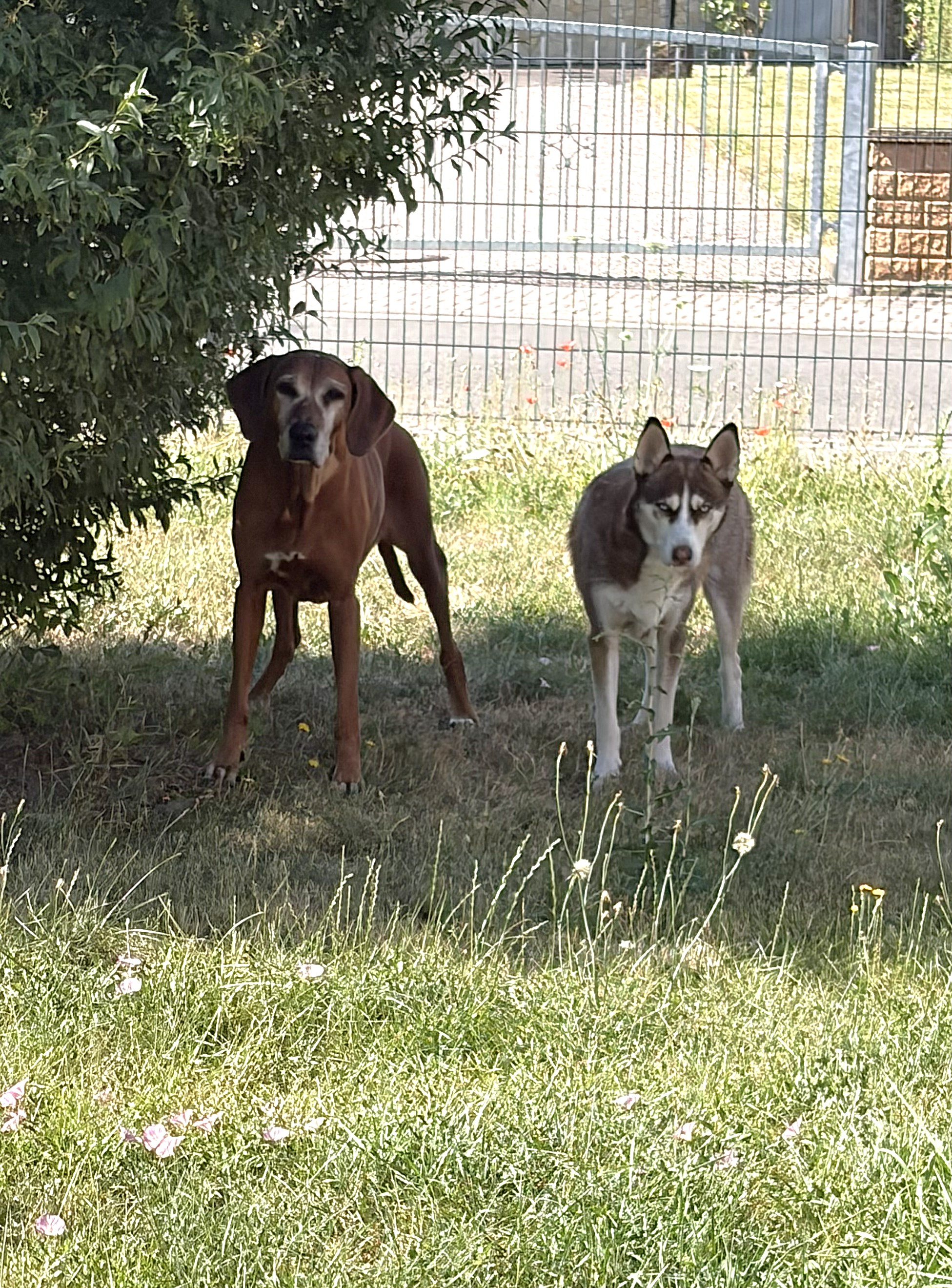 Zwei Hunde im Garten